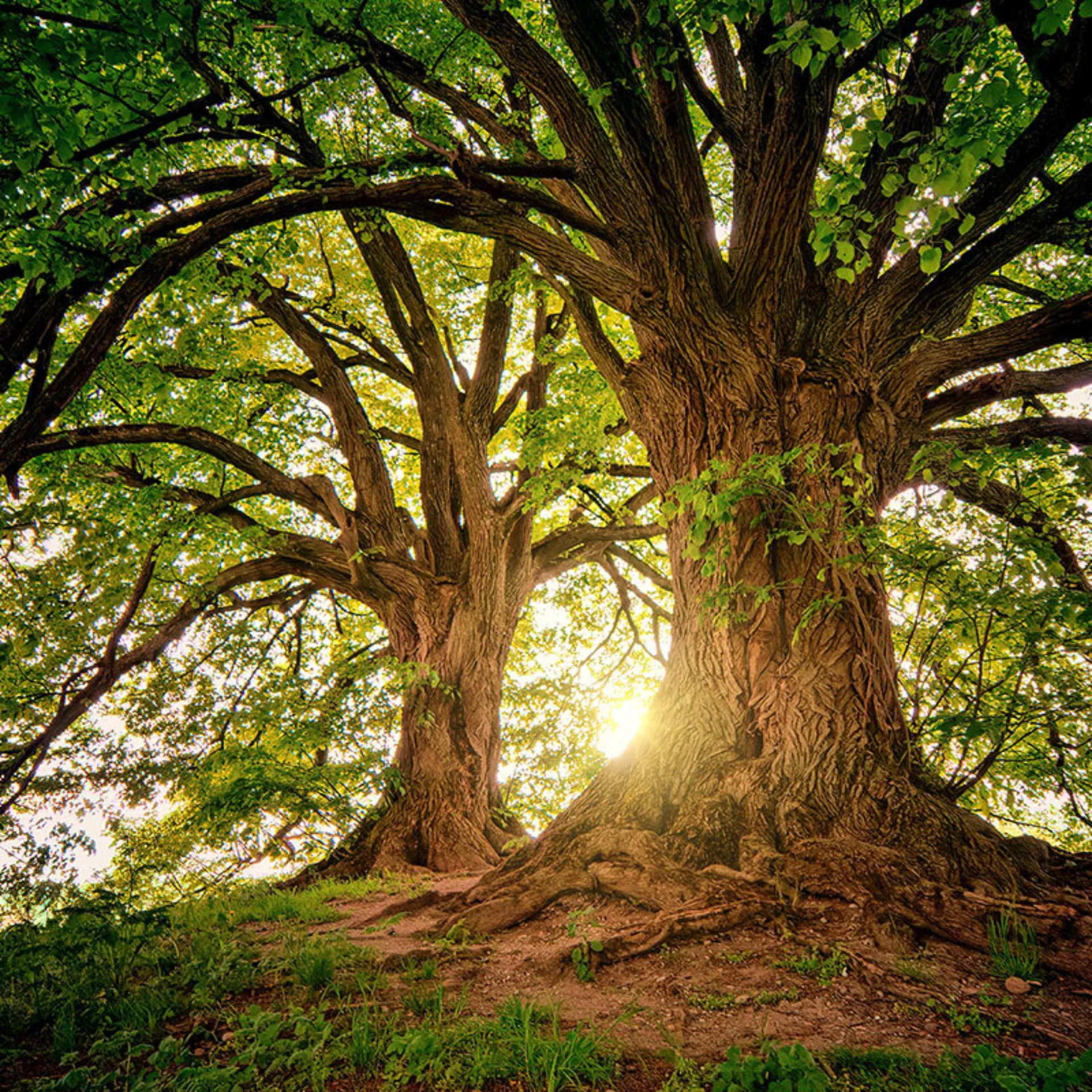 Two trees sunlight 800x800