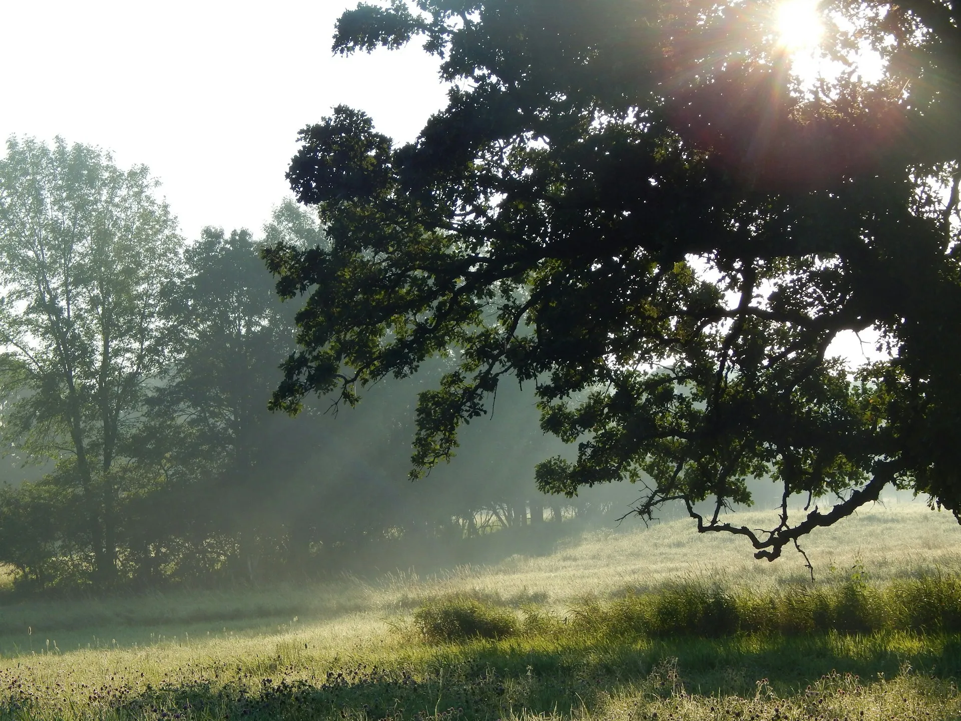 Josie weiss M2 QX Vaj4ees unsplash