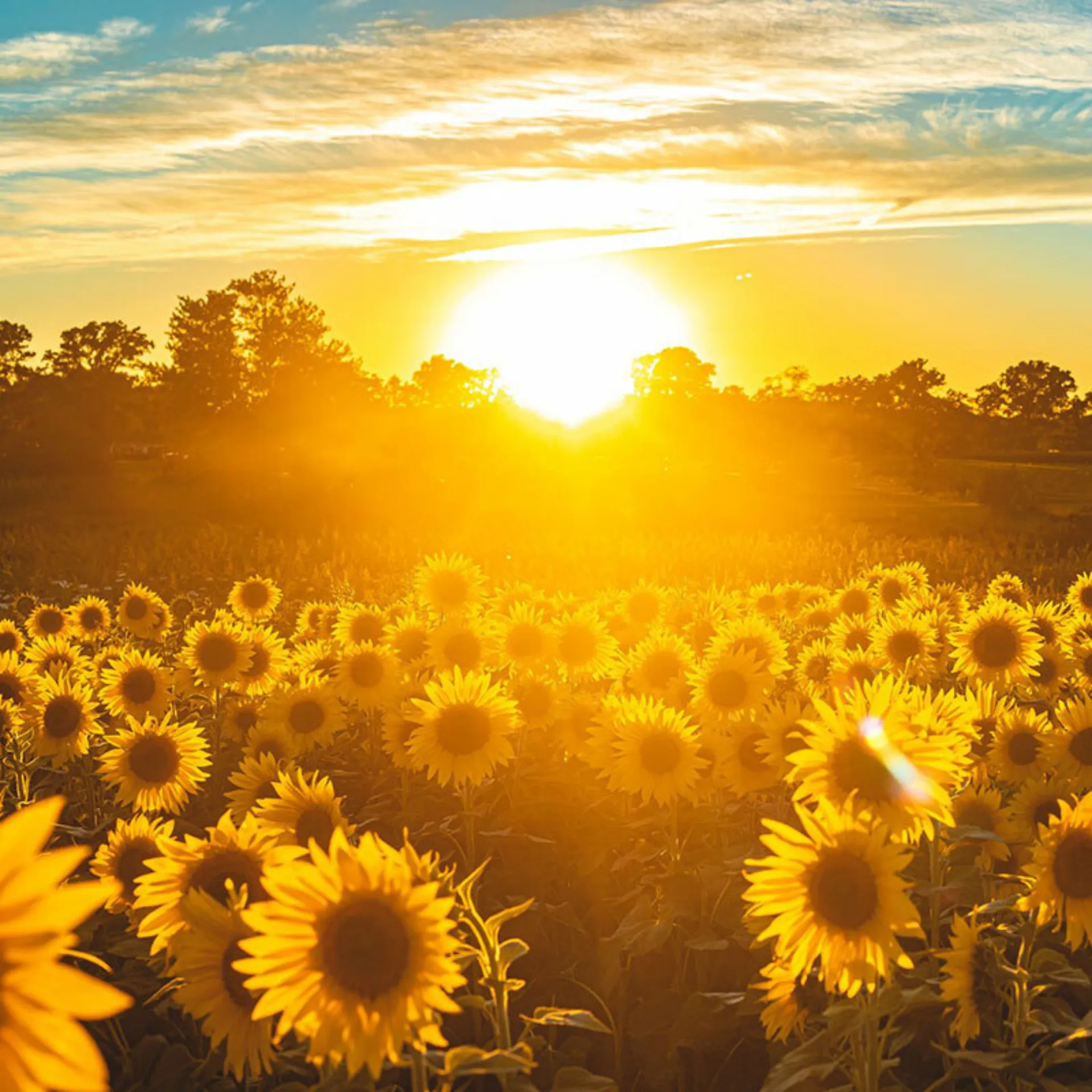Sunflowers with sunrise 800x800