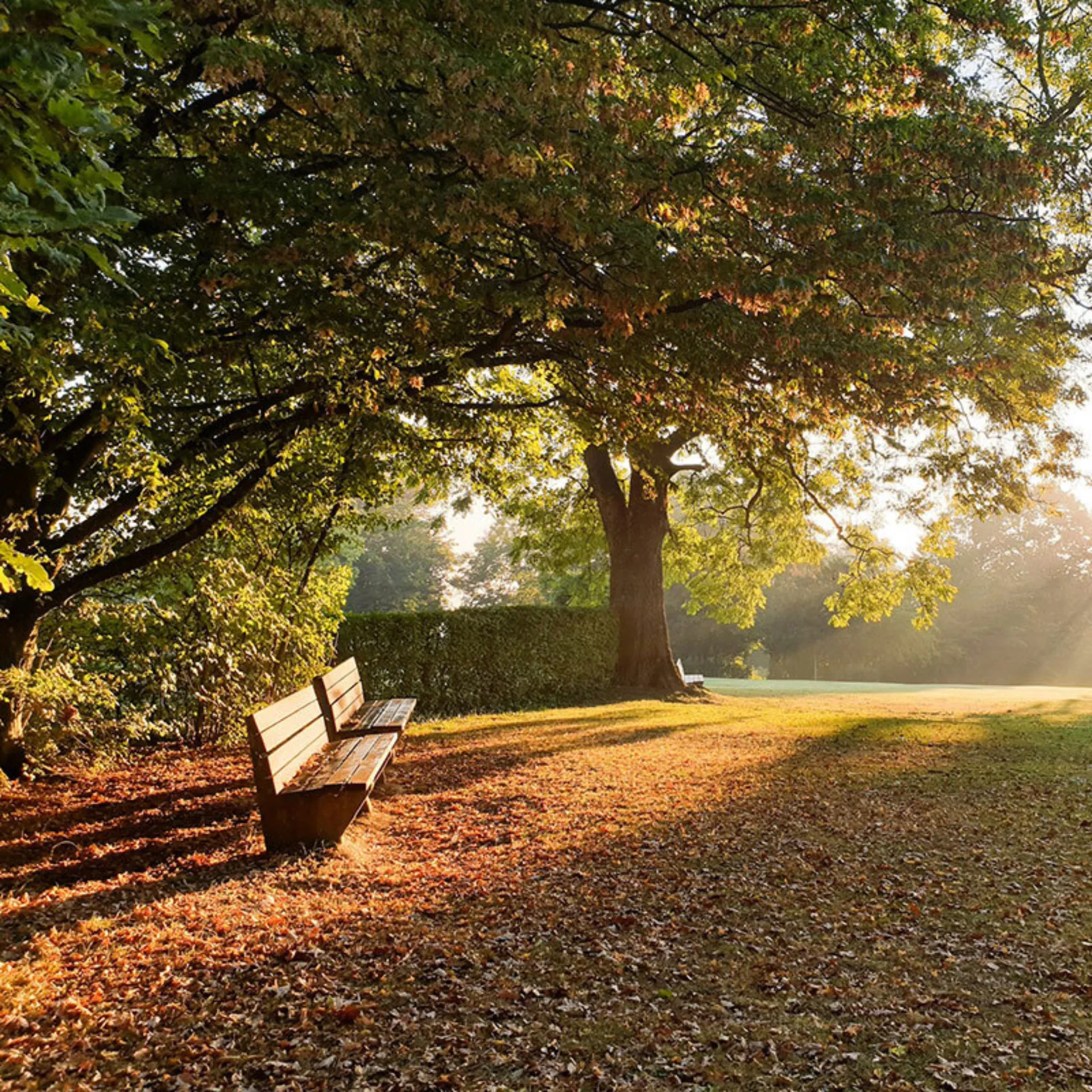 Tree bench sunlight 800x800